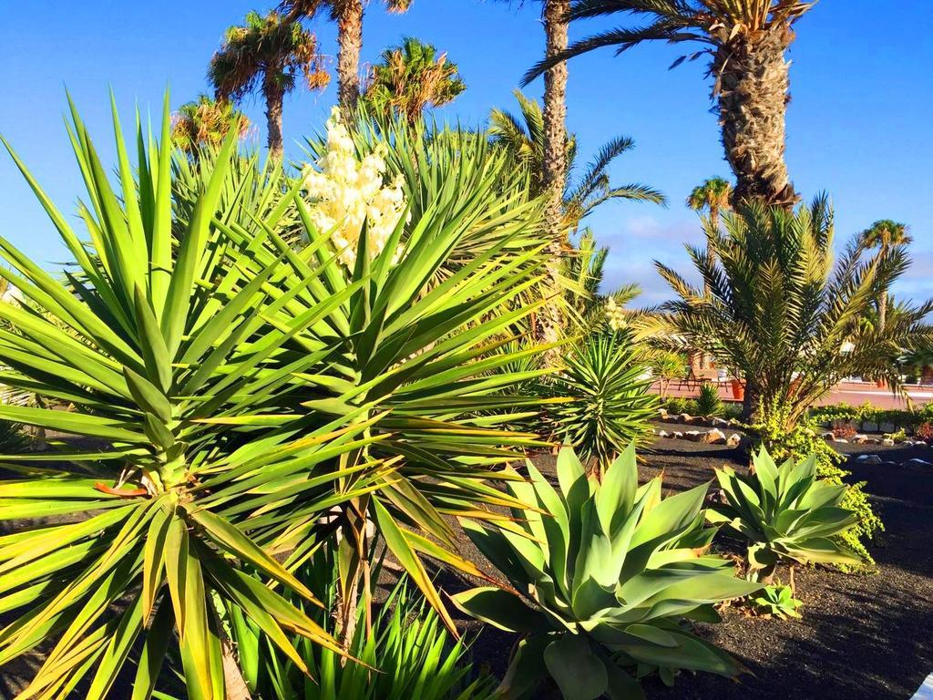 Vila Casita Blanca, Jardin Del Sol 1 Playa Blanca  Exteriér fotografie